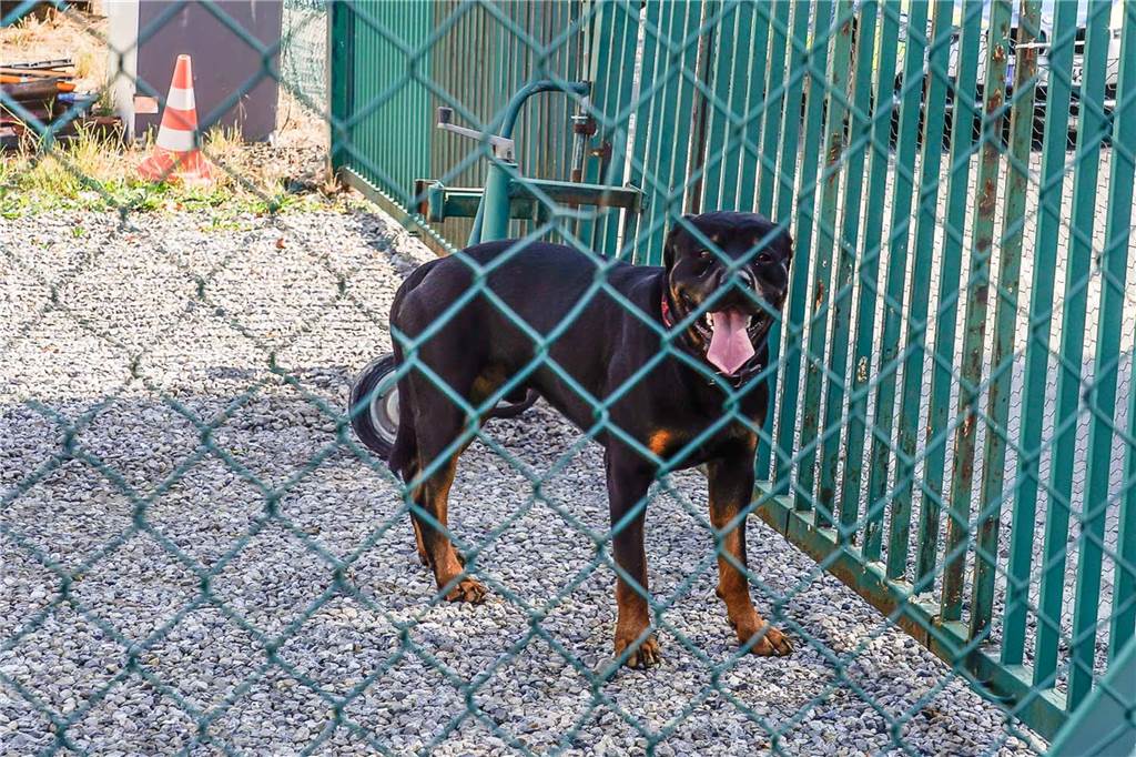Rottweiler attackiert fünfjähriges Mädchen Dieser Rottweiler hat das fünfjährige Mädchen attackiert.