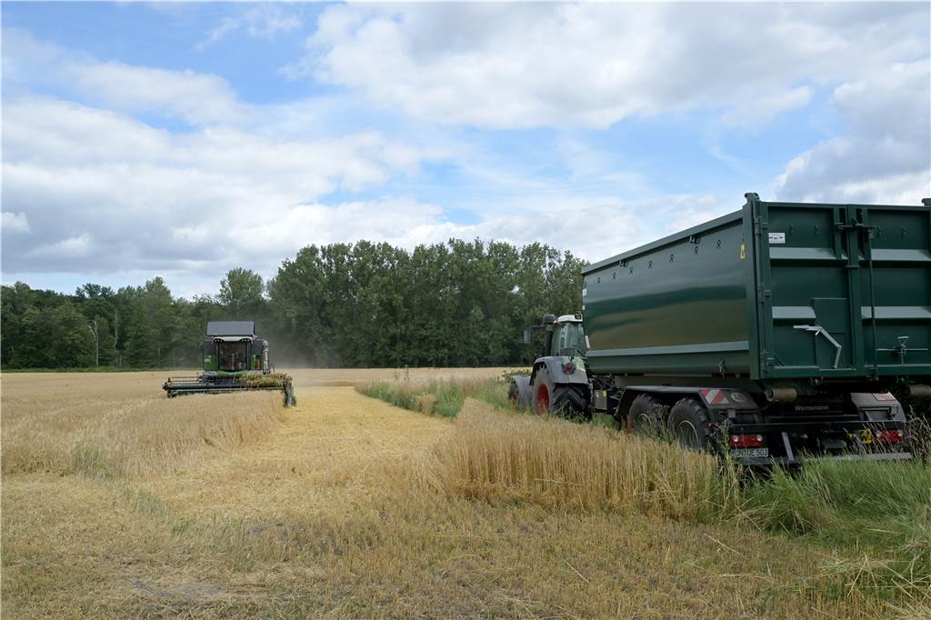 Ernte: Selmer Landwirte blicken mit Sorge auf die kommenden Wochen Dieser Tage fahren die Mähdrescher über die Felder.