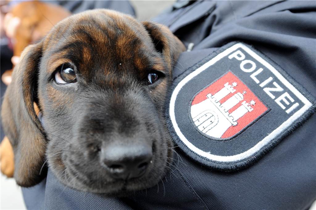 Süße Polizei-Hündin Lynn sucht Mörder an der A40 in Dortmund Dieser Welpe hat vor einigen Jahren seinen Dienst bei der Polizei Hamburg angetreten.