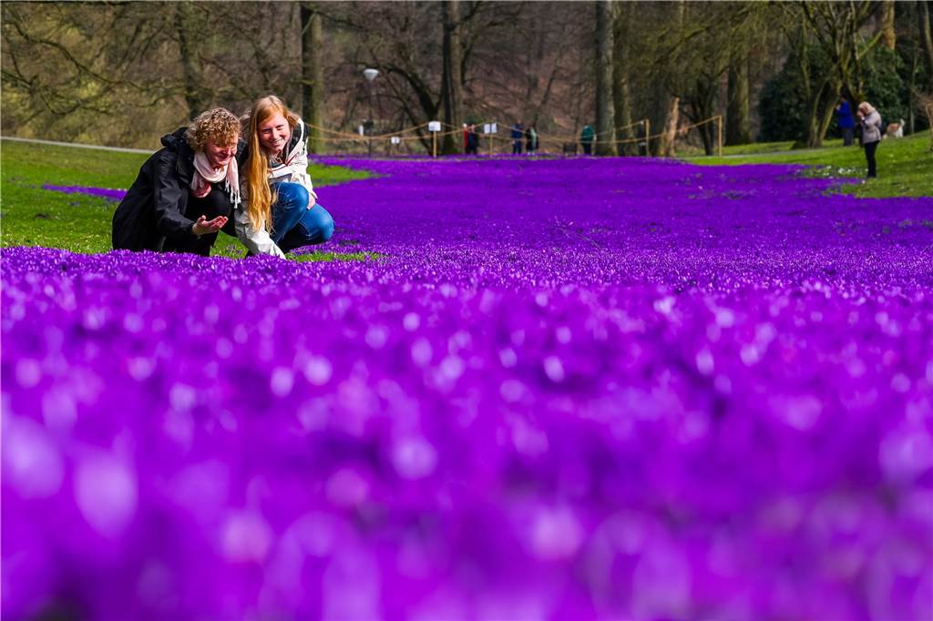 Gänse fressen beliebte Attraktion im Dortmunder Rombergpark Dieses Bild auf der Krokuswiese im Rombergpark wird sich 2022 leider nicht wiederholen.