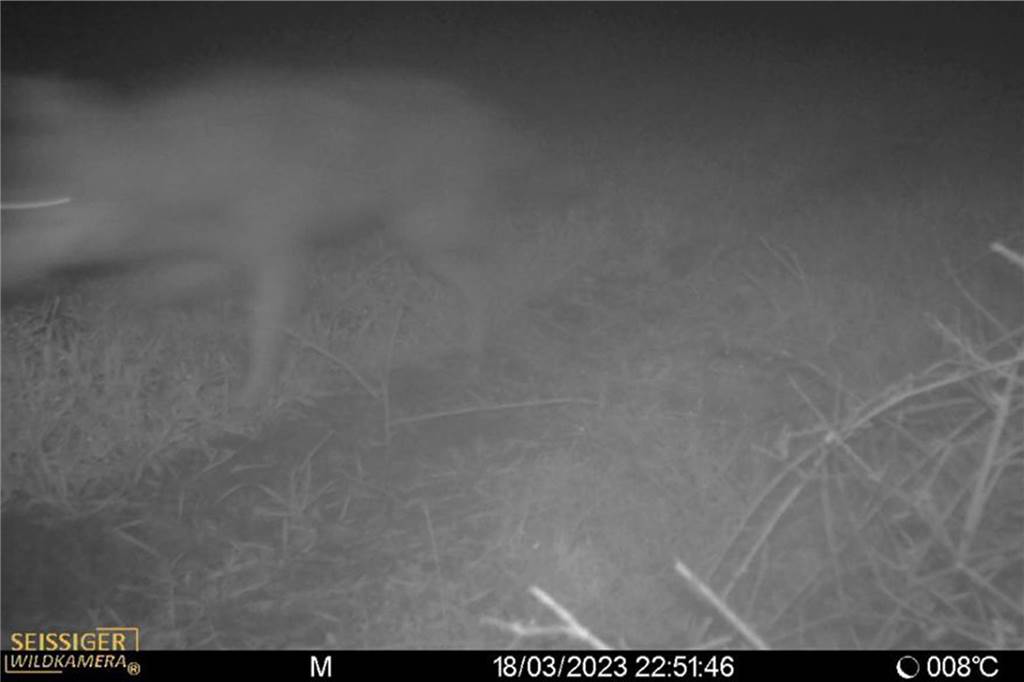 Schafe quälten sich stundenlang: Warten auf Wolfsberater war unnötig Dieses Bild einer Wildkamera wurde am 18. März in der Nähe der Wiese aufgenommen, wo am 19. März rund ein Dutzend Schafe gerissen wurden.