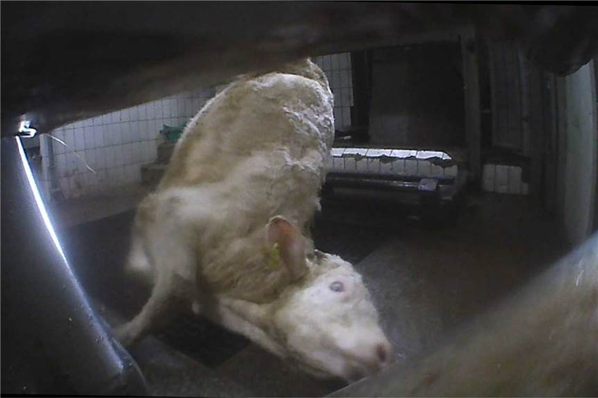 Tierschutz-Skandale im Kreis Unna: Kreis muss endlich Konsequenzen ziehen Dieses Bild stammt aus dem Hof Prott in Selm. Dort wurden Tiere ohne Betäubung geschlachtet. Auch hier hatte die Soko Tierschutz Videoaufnahmen veröffentlicht.