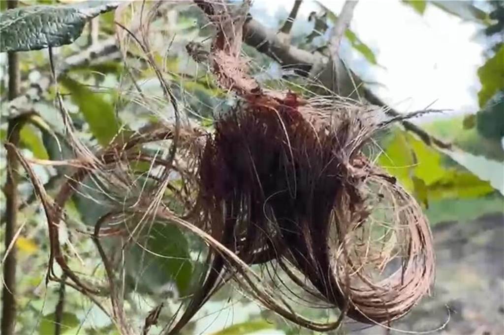 Tote vom Maisfeld: Ermittler veröffentlichen Personenbeschreibung Ein blutverschmiertes Haarbüschel hängt in einem Busch am Fundort der Leichen an einem Maisfeld in Gronau-Epe.