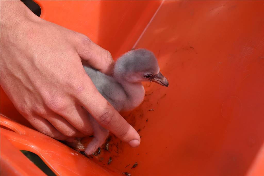 Dieses Flamingo-Küken ist erst vor einer Woche geschlüpft und ist noch zu klein für einen Ring.