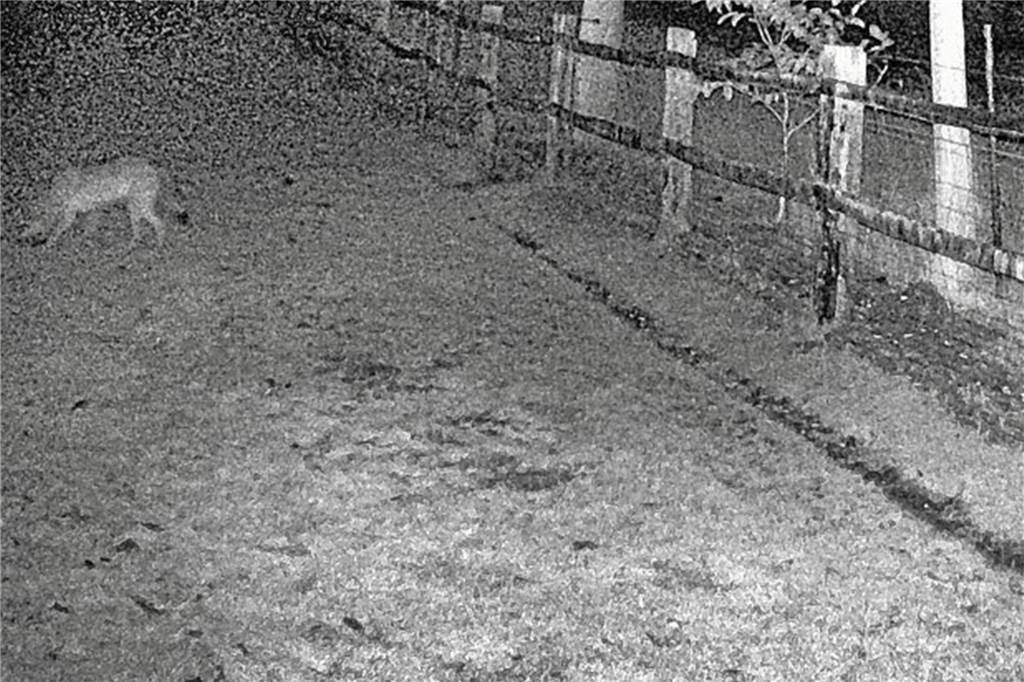 Großes Rätselraten um die Zahl der Wölfe im Wolfsgebiet Schermbeck Dieses Foto aus dem Oktober 2020 soll die Schermbecker Wölfin nach dem Überspringen eines Zauns auf einer Kirchhellener Weide zeigen.