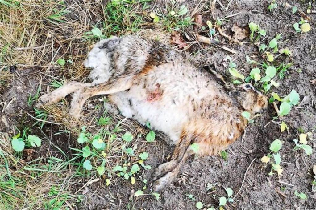 Wegen neuartigem Virustyp: Treibjagd wird heruntergefahren Ein toter Hase iegt auf einem Feld
