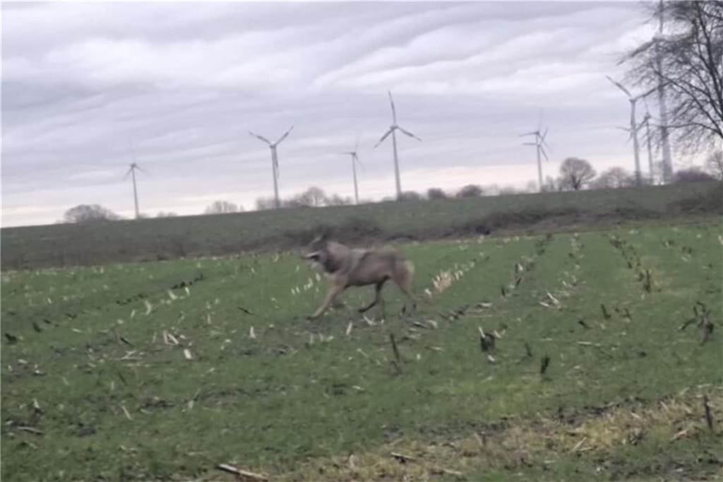 Rückkehr des Wolfes: Info-Rundgang mit Naturschutzwart Stefan Amshoff Ein Wolf läuft über ein Feld.