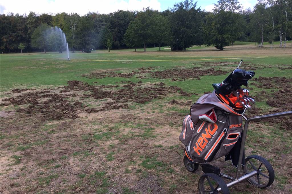 Platz gleicht einem Kartoffelacker - Warum Golfer zu Jägern werden Dieses Foto entstand vor wenigen Tagen auf Bahn 16 des Dortmunder Golfclubs. Die Bahn musste gesperrt werden. Greenkeeper haben auf Knien die Grassoden wieder eingesetzt.