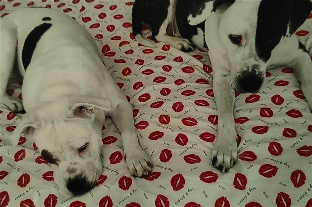 Seit Wochen alleine: Hunde-Drama in Dortmund spitzt sich zu Verwahrloste Hunde Kirchlinde