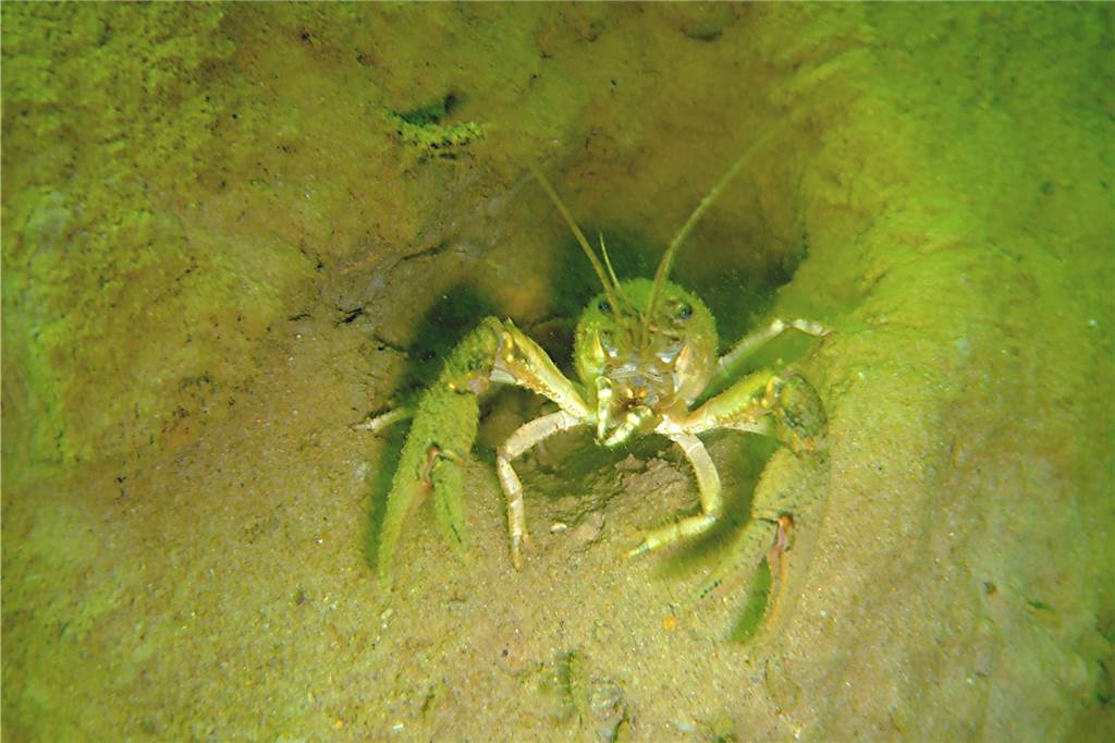 Waschbär & Co.: Invasive Arten sind auf dem Vormarsch nach Haltern Unterwasserfoto eines Kamberkrebses