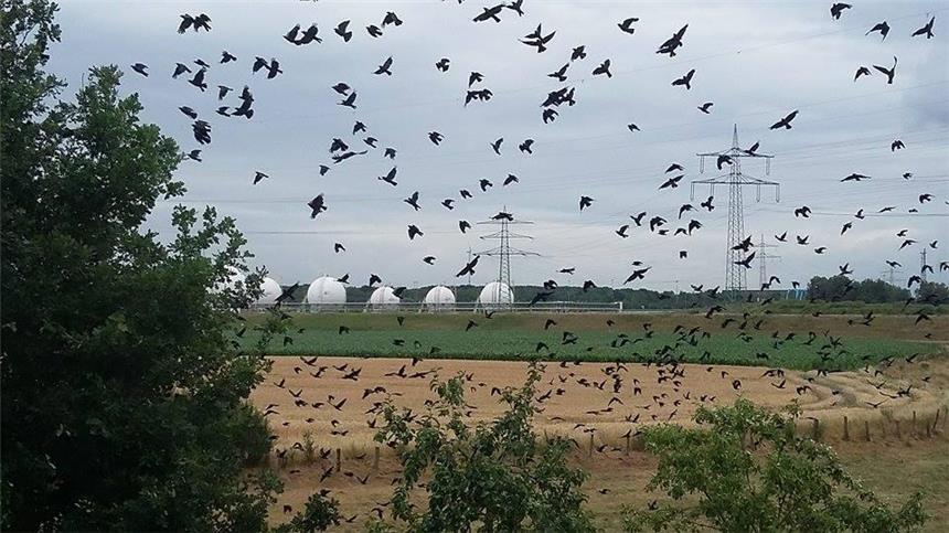 Hunderte Dohlen fallen in Lippramsdorf ein Dieses Foto von Dohlen in Lippramsdorf schickte uns Sandra Santos.