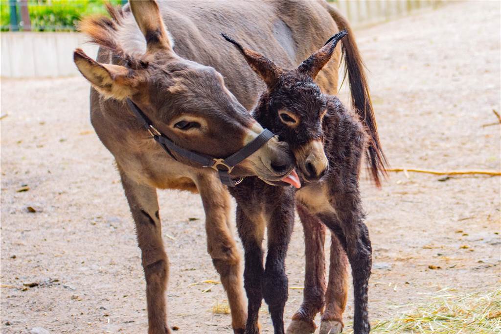 Nach Tod von Seelöwenbaby „Luna“: Niedlicher Nachwuchs im Dortmunder Zoo Dieses Foto von Mutter und Fohlen wurde kurz nach der Geburt im Dortmunder Zoo aufgenommen.