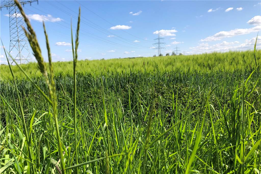 Grüne und Naturschutzverbände gegen Weiterbau der Brackeler Straße Dieses Foto zeigt den Blick von der Bienenstraße in Richtung Osten und Dortmunder Stadtgrenze zu Unna. Hier würde die Trasse entlangführen