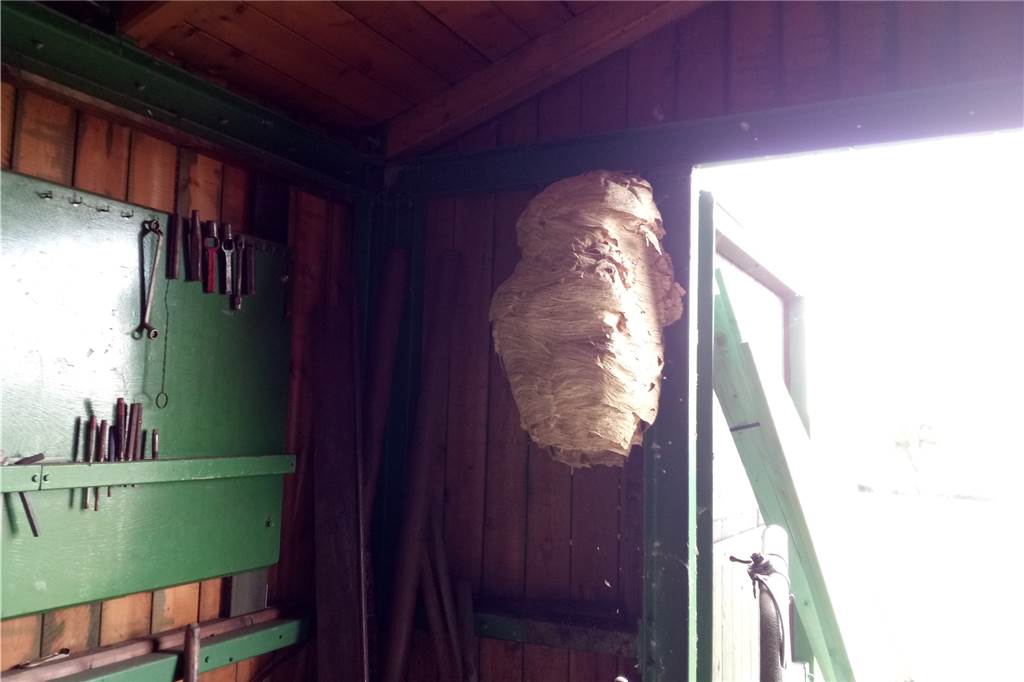 Geheimnis der Wespen: Wie hartnäckig eine Königin für ihren Staat kämpft Dieses Nest stammt von der größten Wespenart in Deutschland: von Hornissen. Die Hornissenkönigin hat in einem Schuppen gebaut, den Menschen selten benutzen - anders als den Schrank auf der Terrasse, einige Meter weiter.
