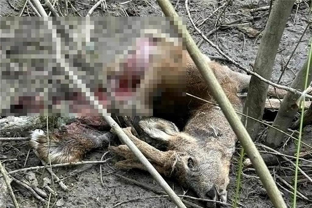 Wolfsichtungen und Rehriss: Lanuv äußert sich zum Stand der Untersuchungen Dieses Reh ist gerissen worden. Ob von einem Wolf, wird noch untersucht.