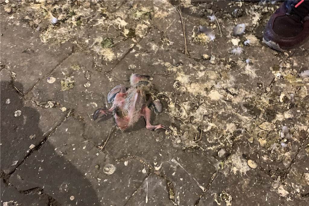 Handwerker werfen Taubenküken aus ihren Nestern Ein totes Taubenküken