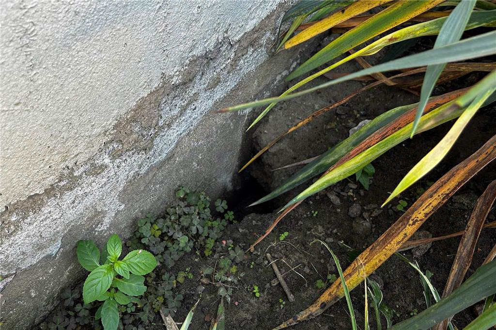 Rattengift riecht nach Vanille: So arbeitet ein Schädlingsbekämpfer Direkt am Fundament haben sich Ratten einen Weg gegraben.