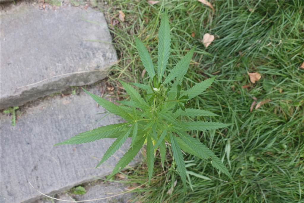 Cannabis an Saline in Werne entdeckt: Deutet Pflanze auf Hanf-Plantage hin? Direkt an der Saline wurde die seltene Pflanze entdeckt. Der Fund ist in NRW „landesweit von Bedeutung“, ordnet der Bochumer Botanischer Verein ein.