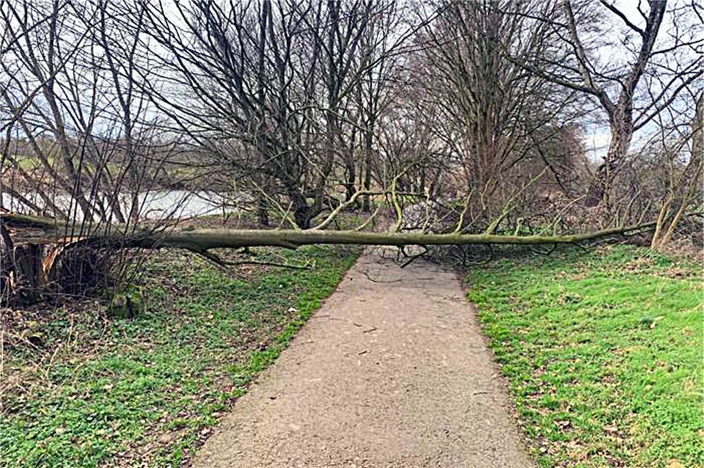 Direkt vor Spaziergängern kippte dieser Baum am frühen Nachmittag auf dem Ruhrwanderweg um.