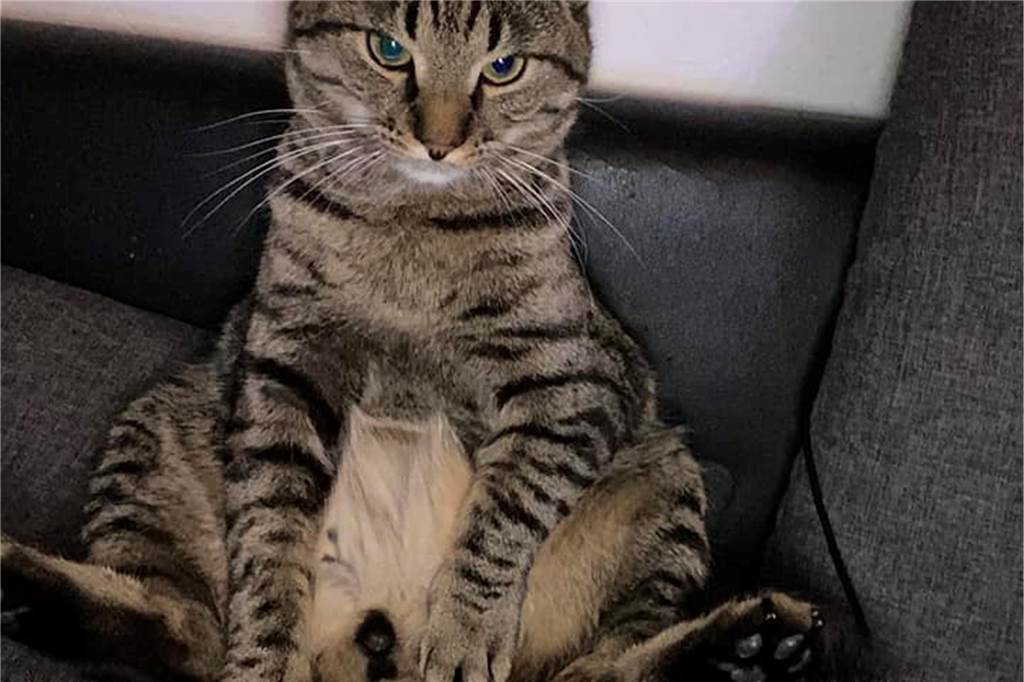 Ein Kater sitzt auf dem Sofa.