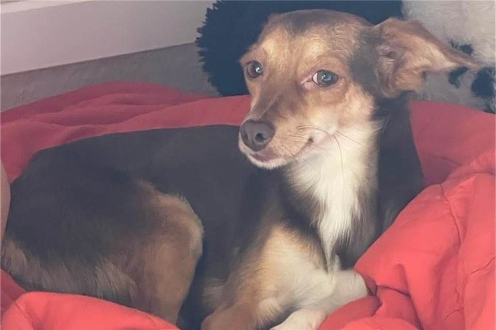 Hündin Dora entlief, als Ana (46) im Urlaub war: Hunderte Dortmunder halfen bei der Suche Hund Dora, Vermisst, Dortmund