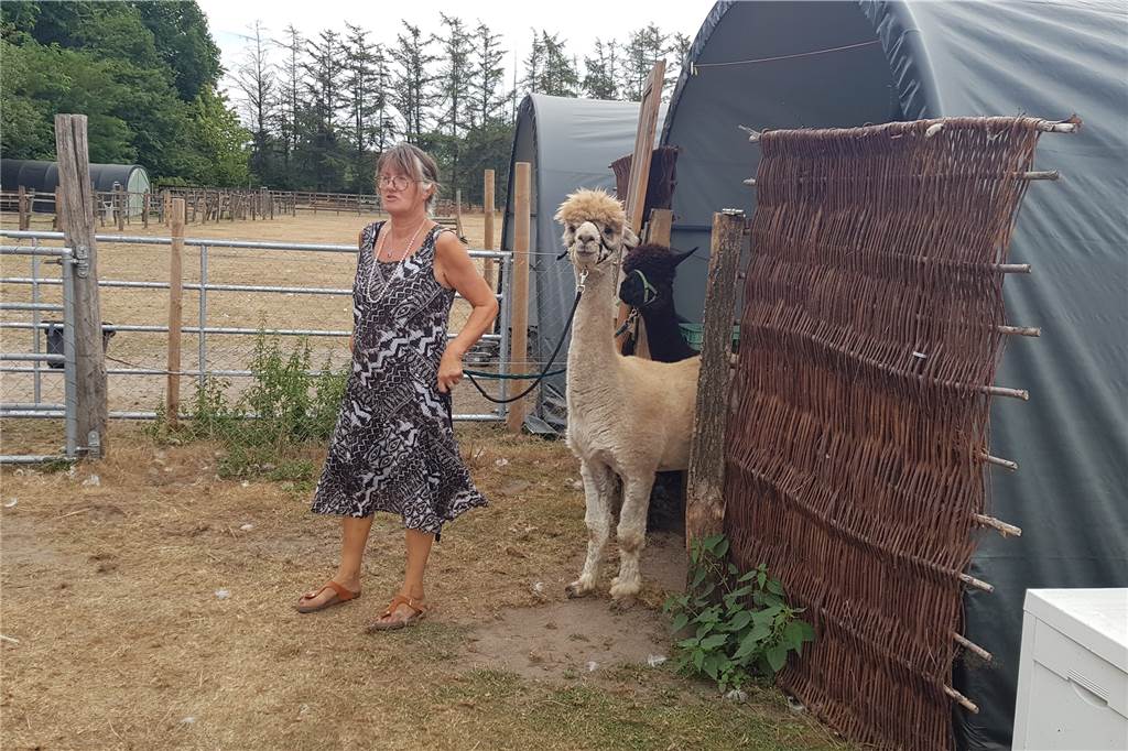 Abenteuer-Bauernhof zwischen Castrop und Waltrop bangt um Existenz Dorothee Zijp und zwei Alpakas an der Leine im Nabeba in Castrop-Rauxel an der Grenze zu Waltrop.