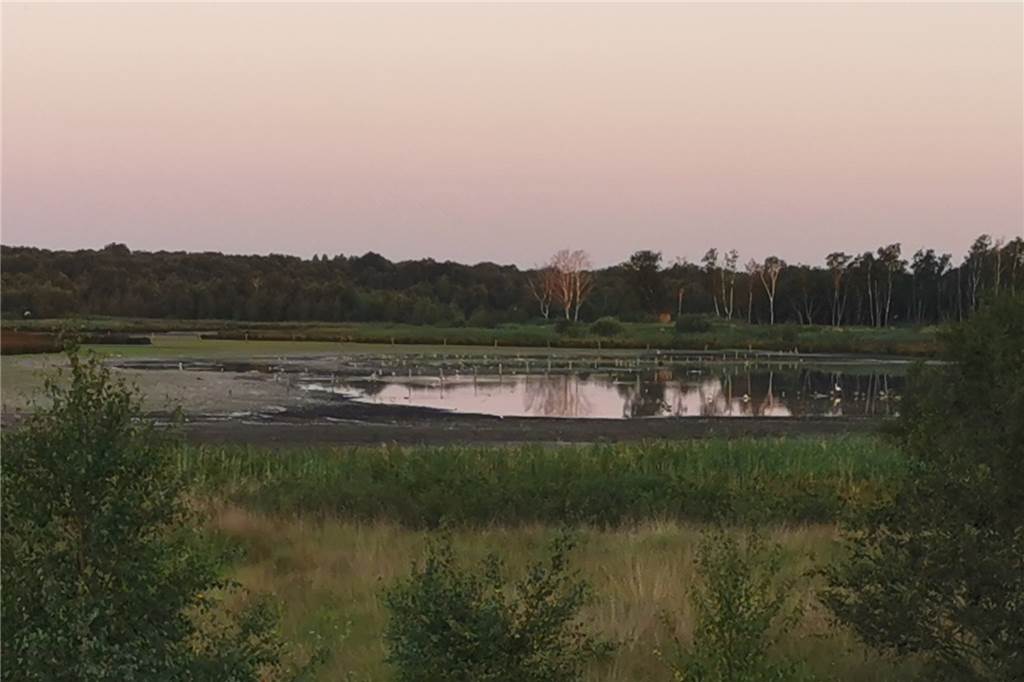 Trockenheit im Zwillbrocker Venn birgt Gefahr für den Flamingo-Nachwuchs Dort, wo man die Flächen ausgebaggert hat, gibt es noch genug Wasser. Doch so langsam wird es eng.