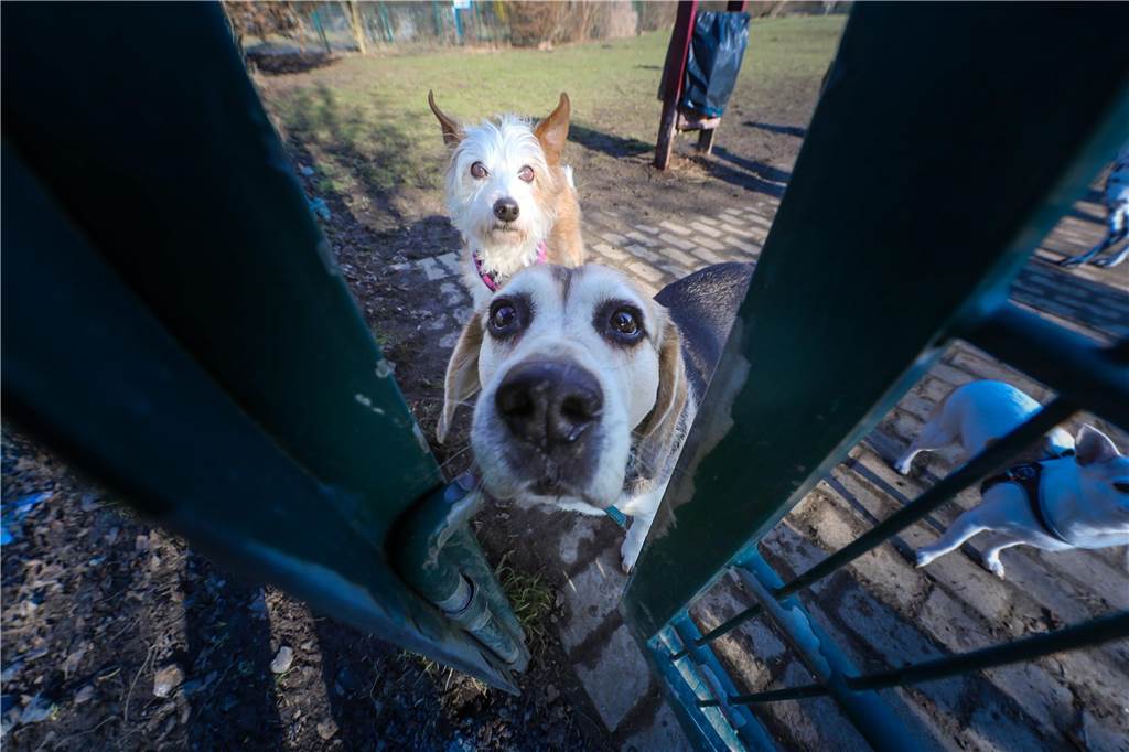 Immer wieder Ärger im Dorneywald: Wo müssen Hunde an die Leine, wo nicht? Hunde auf einer Hundewiesen in Nette