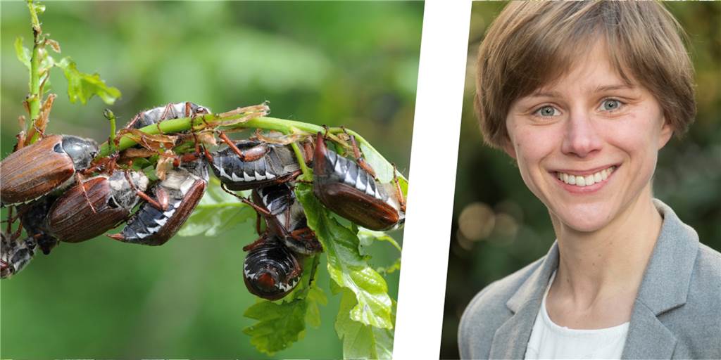 Wenig Maikäfer-Sichtungen in Lünen - Ist 2022 kein Maikäfer-Jahr? Dr. Anne-Kathrin Happe ist Leiterin der Biologischen Station Dortmund-Unna. Sie weiß einiges über Maikäfer.