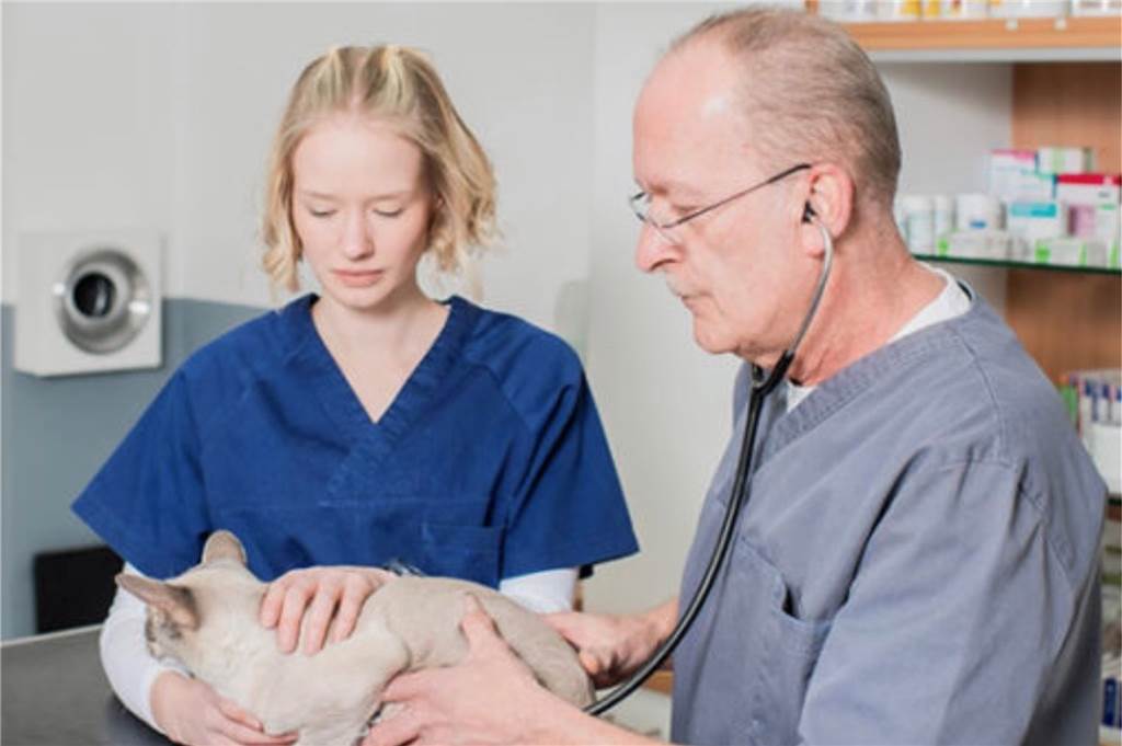Tierärzte zu Gebührenerhöhung: „Wird nicht zu einem Abgabewettrennen führen“ Dr. med. vet. Michael Bühs glaubt nicht, dass die Erhöhung der GOT zu einem Abgabewettrennen der Tiere in Tierheimen führen wird.