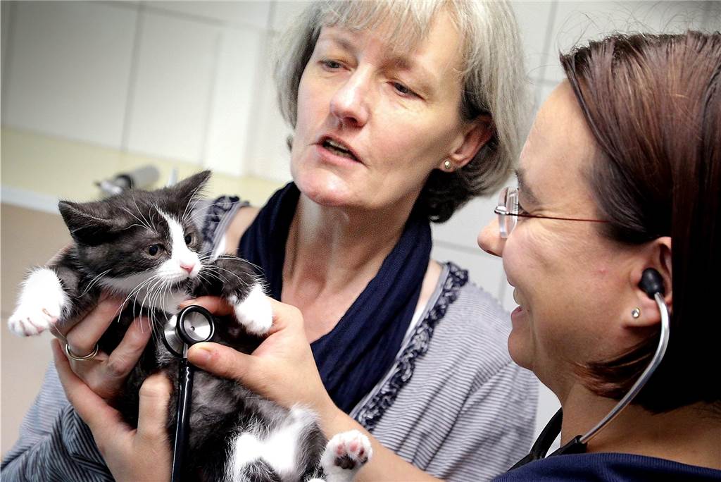 Tierärzte erhöhen ihre Gebühren: Karin Rüscher musste umdenken Bärbel Simon (li.) und Dr. Natalie Thurek mit Babykatze