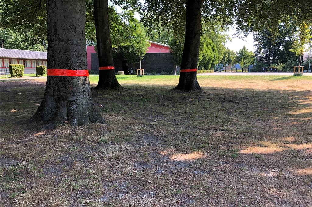 Verein wünscht sich Haus-Abriss - um dort Fußball zu spielen Drei alte Bäume zwischen Vereinsheim und Spielfeld auf der Anlage von TuS Eving-Lindenhorst müssen gefällt werden
