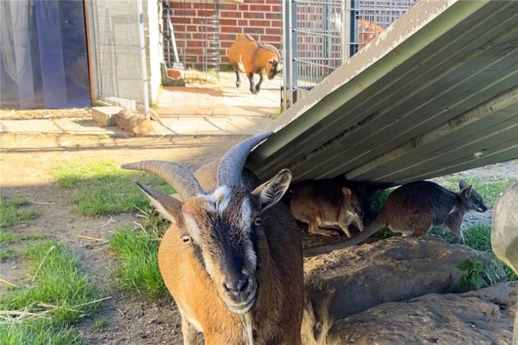 Niedliche Parmakängurus: Familie Keller hat ein besonderes Hobby Ziegen und zwei Kängurus sind in einem Gehege zu sehen.