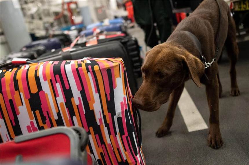 Zoll deckt mehr Fälle von Schmuggel an NRW-Flughäfen auf Drogenspürhund Kalle schnüffelt während einer Gepäckkontrolle des Zolls am Flughafen Köln/Bonn an Koffern. Foto: Marius Becker/Archiv
