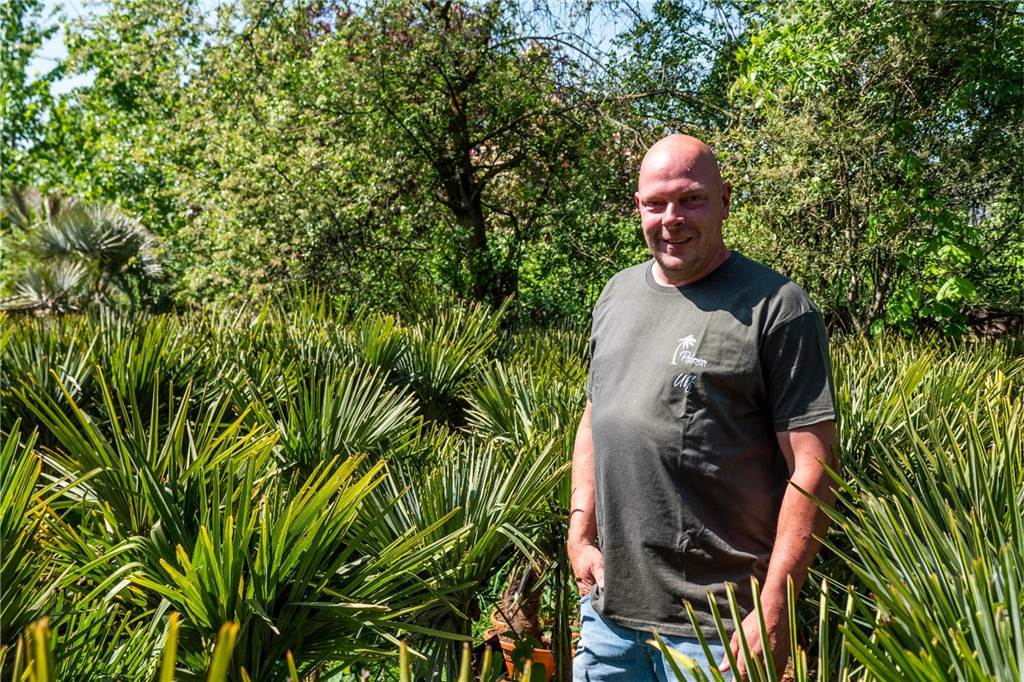 Olivenbäume und riesige Palmen: Gärtnerei in Recklinghausen hat 3000 Pflanzen im Verkauf „Palmen-Importeur“ Ulf Haendel aus Recklinghausen steht inmitten exotischer Pflanzen.