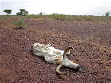 Dürre in der Sahel-Zone, hier in Mali. Entwicklungsländer leiden besonders unter verheerenden Wetterereignissen, die durch den Klimawandel häufiger werden. Foto: Nick Bothma/Archiv