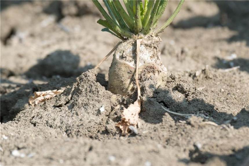 Dürre in Niedersachsen: Eine Zuckerrübe ragt aus einem stark ausgetrockneten Boden. Foto: Julian Stratenschulte