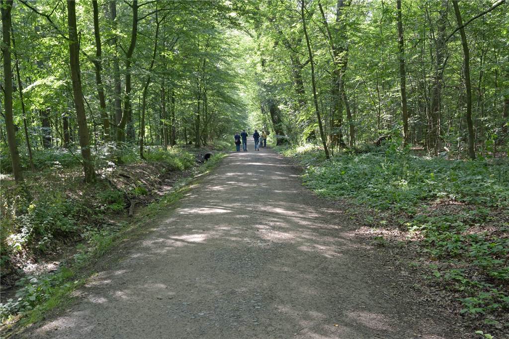 Freizeit-Tipp für den Lockdown: Alle Teile unserer Werner Wanderserie Durch den Werner Stadtwald führt der Wanderweg W3.