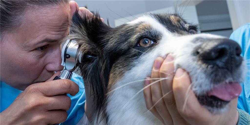 Tierärzte zu Gebührenerhöhung: „Wird nicht zu einem Abgabewettrennen führen“ Durch die Anpassung Gebührenordnung für Tierärztinnen und Tierärzte wird der Besuch in einer tierärztlichen Praxis ab dem 22. November 2022 teurer.