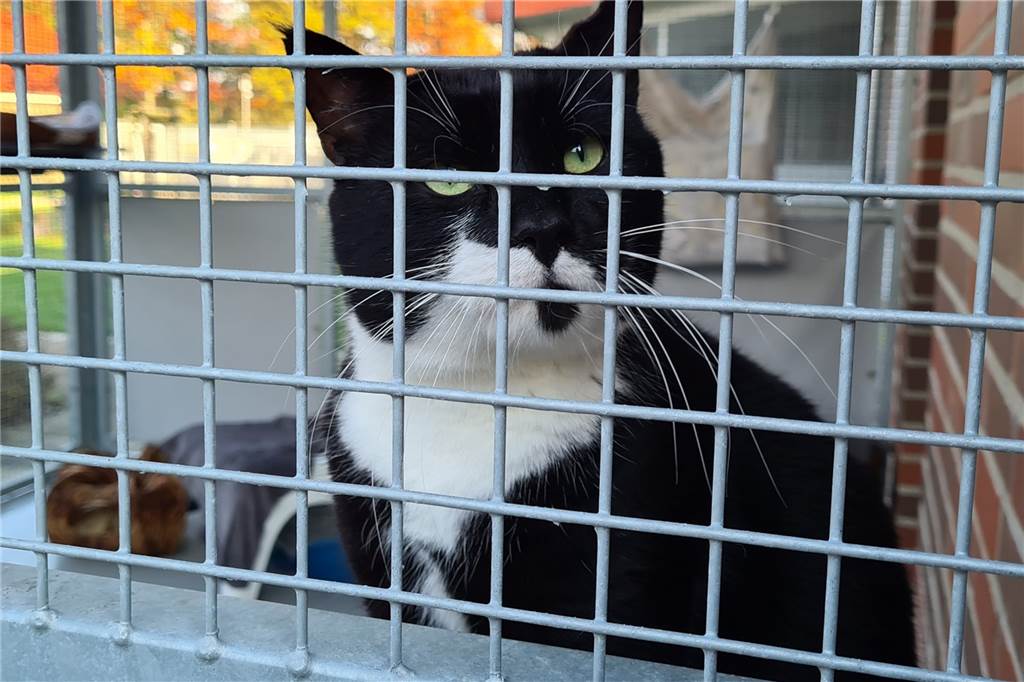 Corona-Pandemie für Julias Tierheim Herausforderung und Chance zugleich Durchschnittlich 80 Katzen warten gleichzeitig auf eine Vermittlung. Auch in Zeiten von Corona.