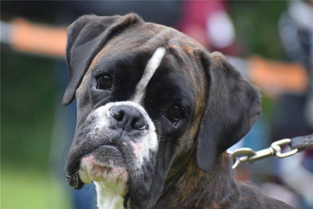 Zu sehen ist ein Hund, genauer ein Boxer.