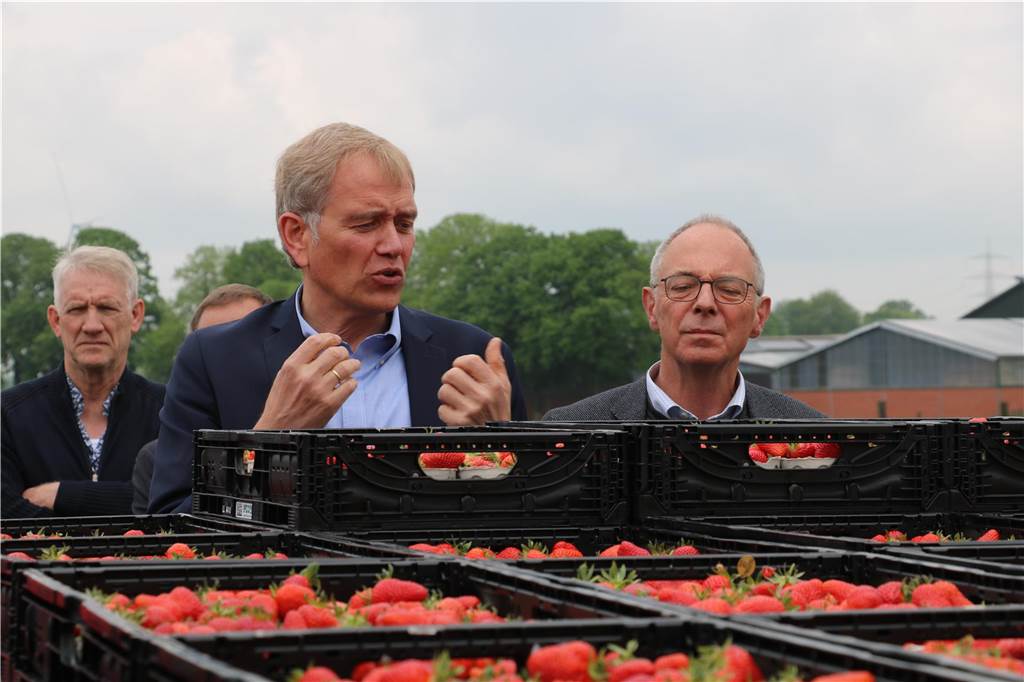 Sommerliche Obstsaison: Hier gibt es schon jetzt die ersten Erdbeeren Eberhard Schmücker hat einen zeitlichen Vorteil und kann schon jetzt seine Erdbeeren verkaufen.