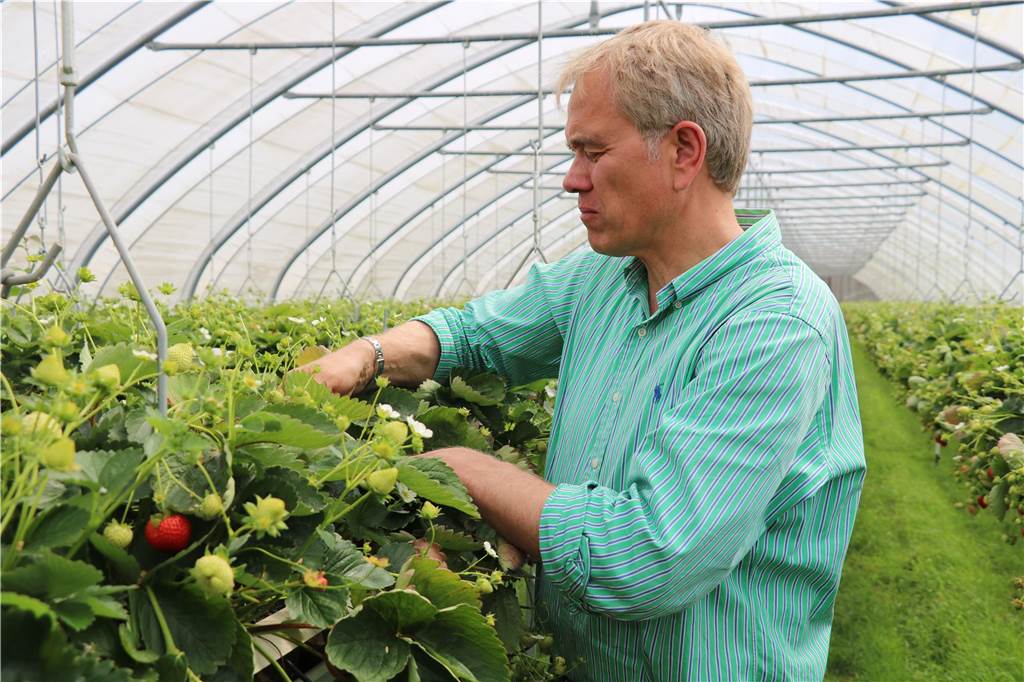 Eberhard Schmücker in einem Folientunnel für den Anbau von Erdbeeren. 