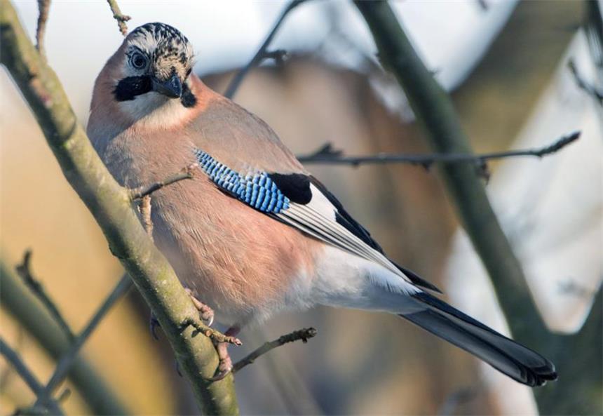 Eichelhäher attackiert Menschen in Bladenhorst Eichelhäher stehen unter Naturschutz.