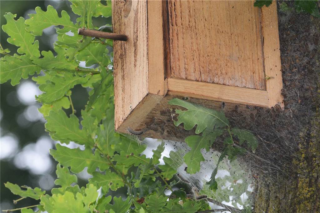 Fiese Giftraupe erleichtert das Stadtsäckel um mehr als 32.000 Euro Eichenprozessionsspinner (EPS) haben es sich am Prozessionsweg unter einem Vogelnest gemütlich gemacht.