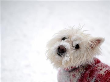 Eigentlich reicht das Winterfell als Wärmeschutz aus. Bei kleinen Hunden können Besitzer jedoch eine Ausnahme machen. (Foto: Julian Stratenschulte)