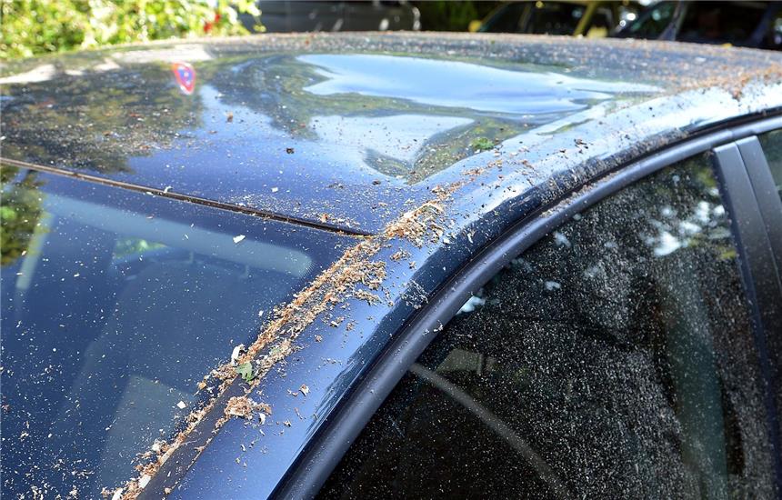 Hund im Auto eingeschlossen - Baum stürzt um Ein 58-jähriger alkoholisierter Müllfahrer aus Haltern führ am Montagfrüh gegen 8 Uhr auf dem Südwall mit seinem LKW gegen einen Baum. Durch den Aufprall wurde der Baum so beschädigt, dass er auf der gegenüberliegenden Seite auf ein parkendes Auto fiel und das Dach eindrückte.