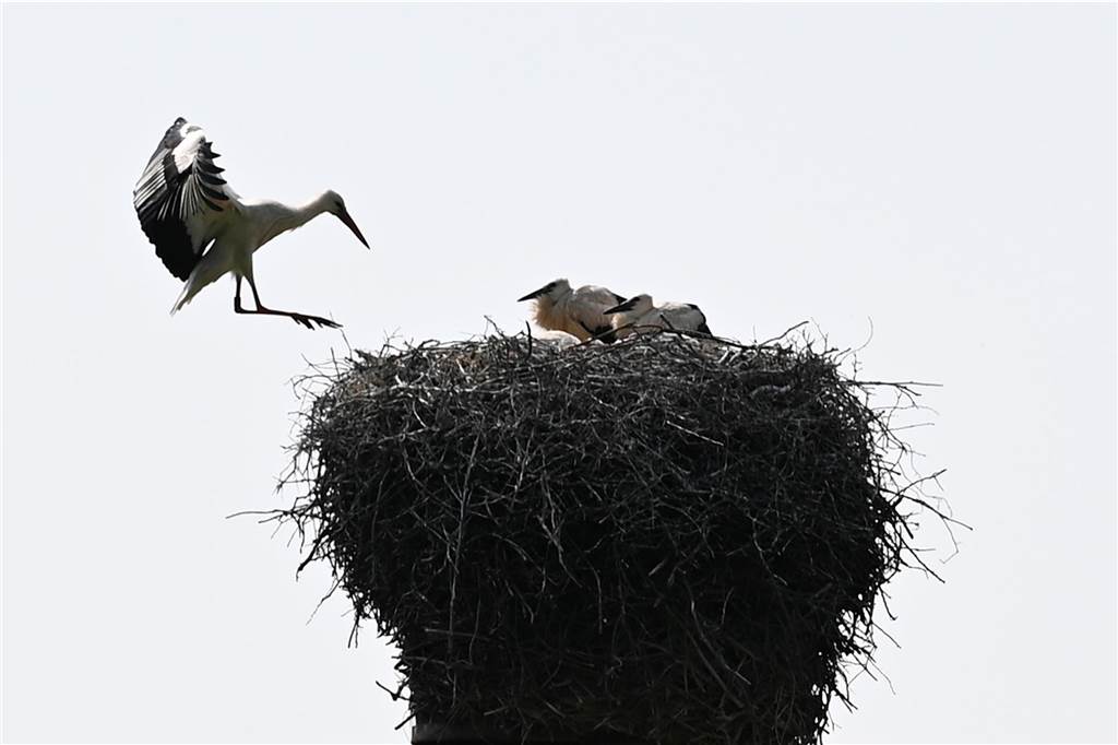 Ein Altvogel im Anflug auf das Nest