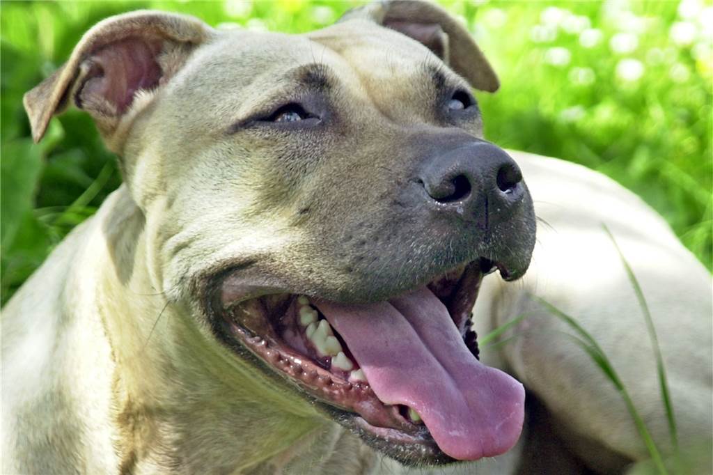 Ein American Staffordshire Terrier: Hunde dieser Rasse oder Kreuzungen gelten in NRW als gefährlich. Gerade bei Mischlingen ist die genaue Bestimmung der Rasse oder einzelner Merkmale sehr schwierig.