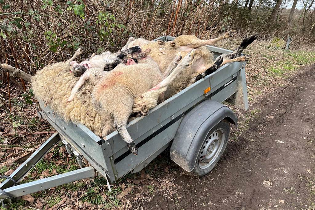Schafe quälten sich stundenlang: Warten auf Wolfsberater war unnötig Ein Anhänger voll toter Schafe.